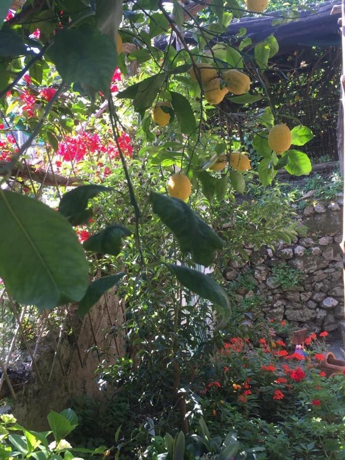 Apartmán Lemon Garden House Maiori Exteriér fotografie